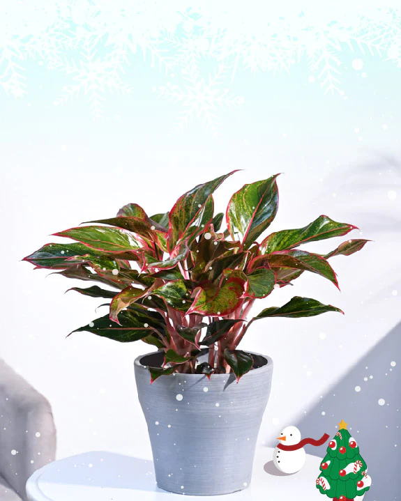 Indoor Plants